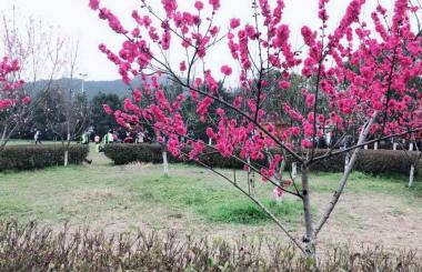 踏青好時節(jié)，盛世互聯(lián)與您相約九真山！
